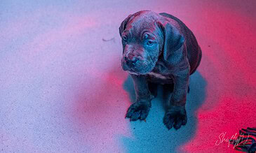2. Cute black puppy with bright blue eyes sits on a textured surface illuminated by vibrant pink and blue lights, capturing a sweet and expressive moment. 1. Adorable black puppy with striking blue eyes sitting on a textured surface under colorful pink and blue lighting.