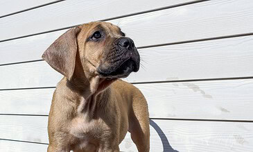 2. Capturing the innocence and curiosity of a young puppy against a bright, clean wooden backdrop, highlighting its expressive eyes and soft fur. 1. Adorable puppy looking up with a white wooden background, showcasing fur details, curious expression, and natural sunlight.