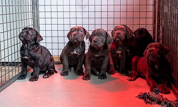 2. Cute Cane Corso puppies inside a cage, showcasing their curious expressions and playful nature with a focus on puppy photography and pet adoption moments. 1. Seven adorable black and brindle Cane Corso puppies in a metal cage, illuminated by red lighting, captured in a high-resolution furry puppy photography shot.