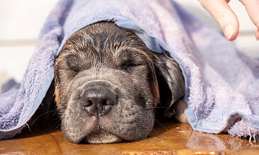 2. Cute puppy enjoying a relaxing moment after a bath, wrapped snugly in a blue towel. 1. Adorable wet black and brown puppy peacefully sleeping under a soft blue towel after a bath.