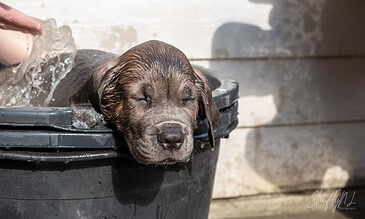 2. Cutest puppy relaxing during bath time, with eyes closed and ears wet, capturing a peaceful moment. 1. Adorable puppy soaking in a small black plastic tub, enjoying a refreshing bath outdoors on a sunny day.
