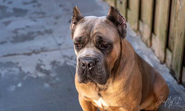 A beautiful portrait of a muscular brown dog with soulful eyes sitting outdoors on a paved surface next to a wooden fence, showcasing its gentle expression. A domesticated dog with a muscular build and expressive brown eyes, sitting outdoors on a paved surface next to a wooden fence, capturing a moment of calmness and curiosity.