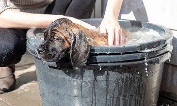 2. Cutest puppy getting a bath in a bucket, capturing a tranquil moment during grooming with water dripping from its fur. 1. Adorable puppy enjoying a bath in a gray bucket, with eyes closed and wet fur, surrounded by natural outdoor lighting.