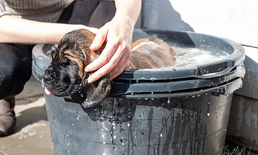2. Cute puppy being bathed outdoors, enjoying a relaxing wash in a gray plastic tub, captured during a joyful outdoor grooming session. 1. Adorable puppy getting a bath in a gray plastic tub outdoors, enjoying a refreshing grooming session on a sunny day.