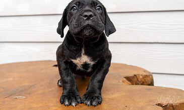 2. Capturing a cute black puppy with expressive eyes and a curious expression, perfect for pet lovers and animal photography collections. 1. Adorable black puppy standing on a wooden surface with a white exterior wall background.