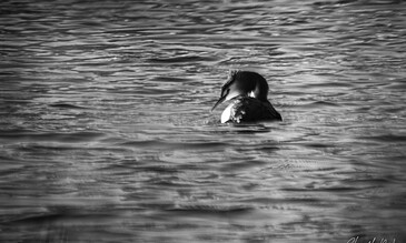 Serene black and white photo of a solitary bird floating on calm water, showcasing nature's tranquility and elegance in a captivating underwater scene.