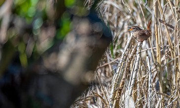 A small bird perched on dry grass with its beak open, captured in a natural habitat during daylight, showcasing detailed plumage and vibrant environment.