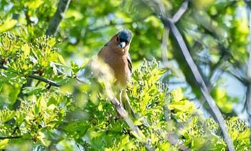 Bright blue and brown bird perched on a lush green tree branch with sunlight filtering through leaves.