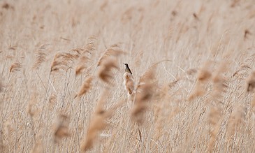 Golden reed field with a small bird perched on a stalk, capturing a peaceful natural moment in warm beige tones.