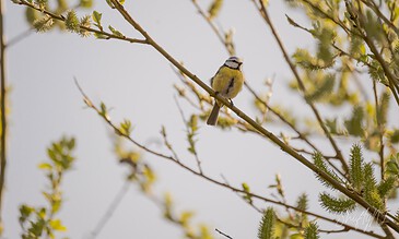 Bright yellow and black songbird perched on a thin branch with budding leaves and fuzzy green catkins, captured in natural daylight.