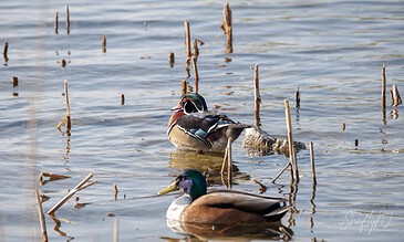 Colorful mallard ducks swimming in a calm water body with dried reeds, showcasing vibrant plumage and serene nature scene.
