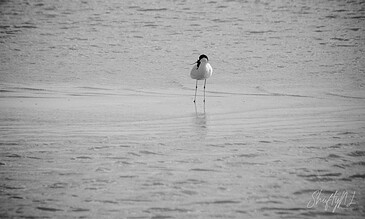 A solitary bird standing on a calm beach shoreline with gentle waves in the background, captured in black and white for timeless artistic effect.