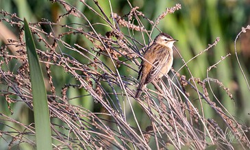 A small brown bird perched on dried twigs amidst green foliage, capturing a serene moment in nature.