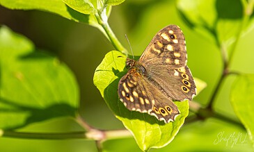 Macro Photography Portfolio – ShiftyNL Photography, Vivid close-up of a butterfly resting on a bright green leaf, showcasing intricate patterns on its brown wings with yellow and orange accents, illuminated by natural sunlight in a lush outdoor setting.