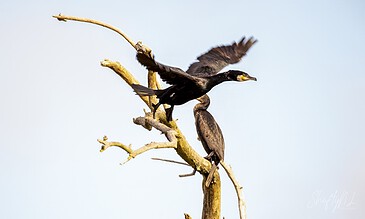 High-quality photograph of two black cormorants perched on a twisted tree branch, one spreading its wings, against a pale blue sky, capturing their natural behavior and stunning details.