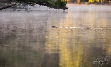 A beaver swimming in a calm river surrounded by lush trees during sunrise or sunset.