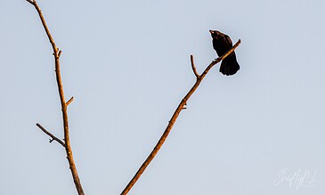 A solitary black bird perched on a thin, leafless tree branch against a pale blue sky, capturing a serene and minimalistic moment in nature.