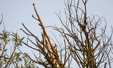Bird perched on tree branch in leafless tree with green foliage in the background, captured during golden hour.