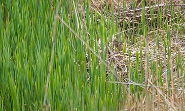 Green marsh grasses with a small bird hiding among the tall plants, capturing a natural wetland habitat scene.