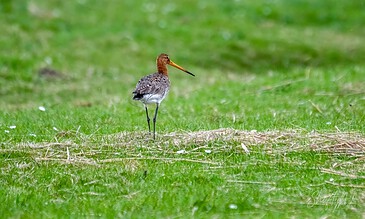 A bird standing in a grassy wetland area, featuring a long beak and brownish plumage, captured in a natural outdoor setting.