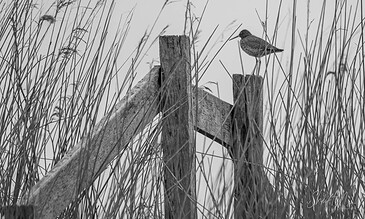 Rustic wooden fence with tall grass and a solitary bird perched, capturing a peaceful natural moment, black and white photography emphasizing textures and contrasts.