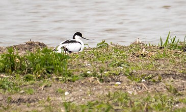 A solitary oystercatcher bird resting on the muddy shoreline near the water's edge, surrounded by green plants and grass.