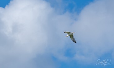 A seagull soaring through a partly cloudy blue sky, capturing the freedom and beauty of nature.
