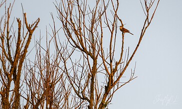A solitary brown bird perched on the bare branches of a tree against a clear sky, capturing a serene and minimalistic natural scene.