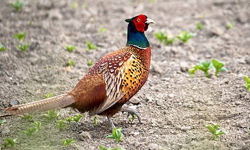 Vivid male pheasant standing on a patch of earth with small green plants scattered around, showcasing brilliant plumage and striking coloration in natural habitat.