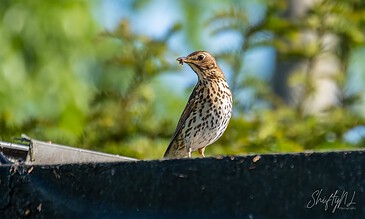 A vibrant songbird perched on a dark surface with lush green foliage in the background, capturing a moment of nature's beauty and birdwatching serenity.