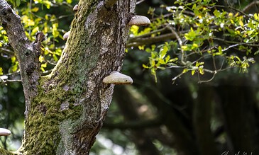 Moss-covered tree trunk with mushrooms growing on it, surrounded by lush green foliage in a natural forest setting.