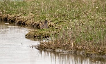 Burrowing bird standing on grassy bank next to calm water in natural wetland environment.