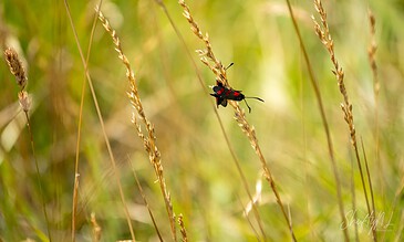 A vibrant black insect with red spots perched on golden grass stalks in a lush green field.