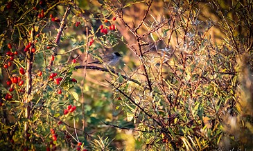Bluebird perched on branches among red berries and dense foliage, captured during golden hour for warm, vibrant lighting in an outdoor nature setting, showcasing wildlife and seasonal flora.