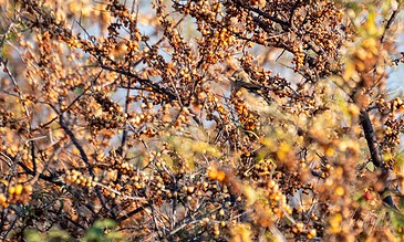 Bright orange berries densely populating a bush with a small bird nestled among the branches, captured during golden hour sunlight highlighting nature’s beauty.