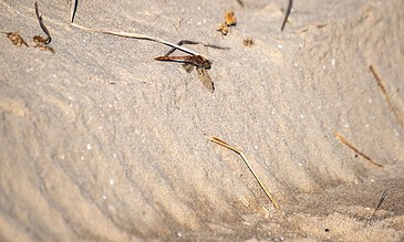 A close-up of a dragonfly resting on sandy beach with scattered twigs and tiny debris, capturing the intricate details of the insect and textured sand surface.
