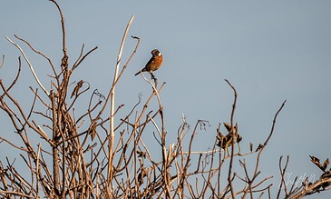 Sparrow perched on leafless branches against clear blue sky, bird photography, wildlife scene, nature photography, bird watcher, outdoor nature shot, ShiftyNL Photography.