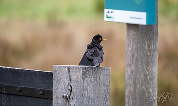 Black bird perched on wooden post near a signpost with a blurred natural background.