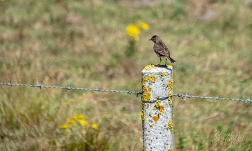 Whimsical bird perched on a moss-covered fence post in a natural, grassy landscape, capturing a moment of serenity and nature’s beauty.