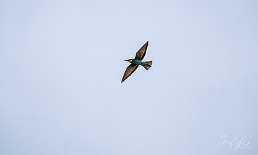 Aerial shot of a colorful bird in flight against a pale blue sky, showcasing intricate wing details and vibrant plumage.