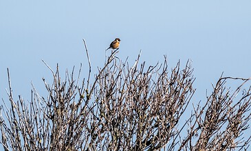 Bird perched on leafless tree branches against a clear blue sky.