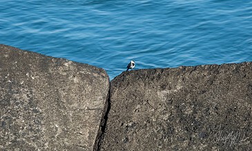 Black and white bird perched on large rocks by the blue sea, capturing a peaceful moment in nature.