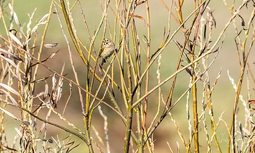 A tiny bird perched on dry, intertwined branches, showcasing detailed feathers and a bright yellow patch on its head, captured in natural sunlight against a soft, blurred background.