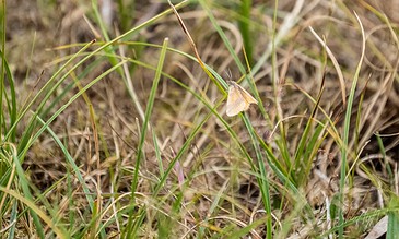 A small moth perched on a green blade of grass in a natural grassy field with mix of green and dry brown grass.