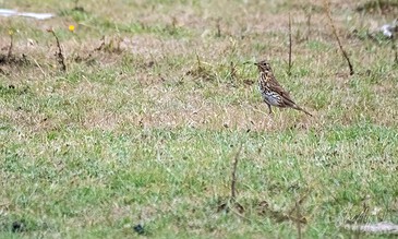 A field with a single bird standing on the grass, showcasing wildlife and nature photography.