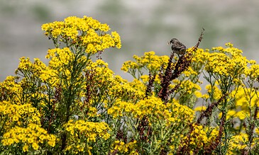 Yellow wildflowers with a small bird perched, capturing a moment of nature's beauty and wildlife, perfect for outdoor photography and bird watching enthusiasts.