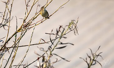 Small bird perched on a thin branch among sparse twigs, set against a soft, blurred background of natural light and colors, capturing the tranquility of nature.