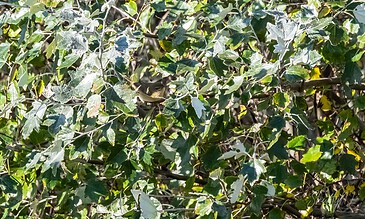 Small bird hidden among dense green ivy leaves in a natural outdoor setting.