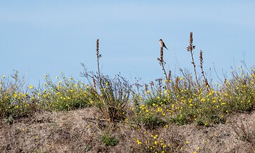 Serene coastal landscape with wildflowers and a solitary bird perched on a dry plant, capturing the tranquility of nature's beauty and vibrant colors against a clear blue sky.