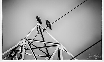 Birds sitting on a power line over a steel electricity pylon in black and white photograph.